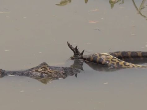 Im Amazonas steht die riesige Anakonda an der Spitze der Nahrungskette.