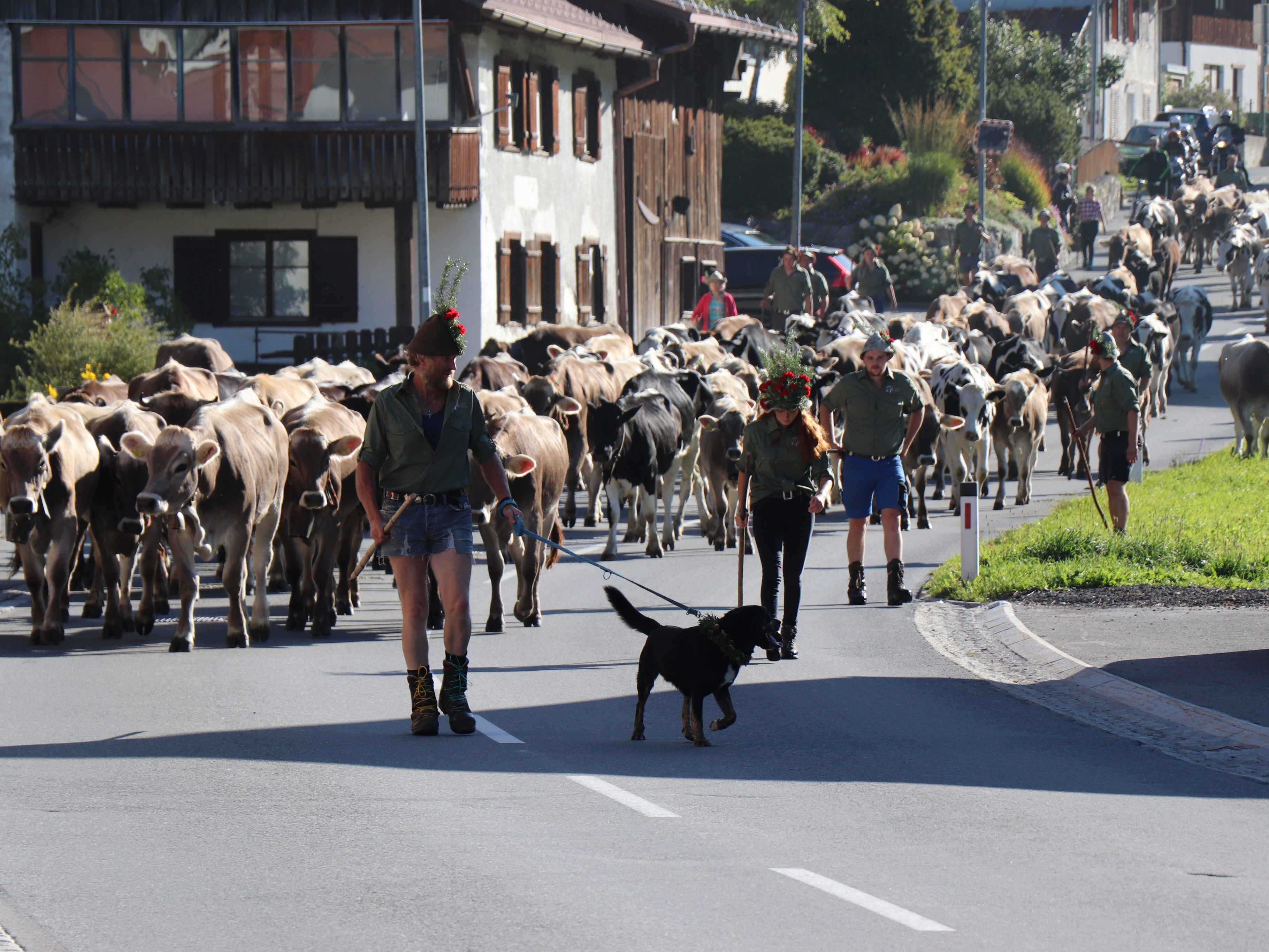 Das Vieh kehrt heim