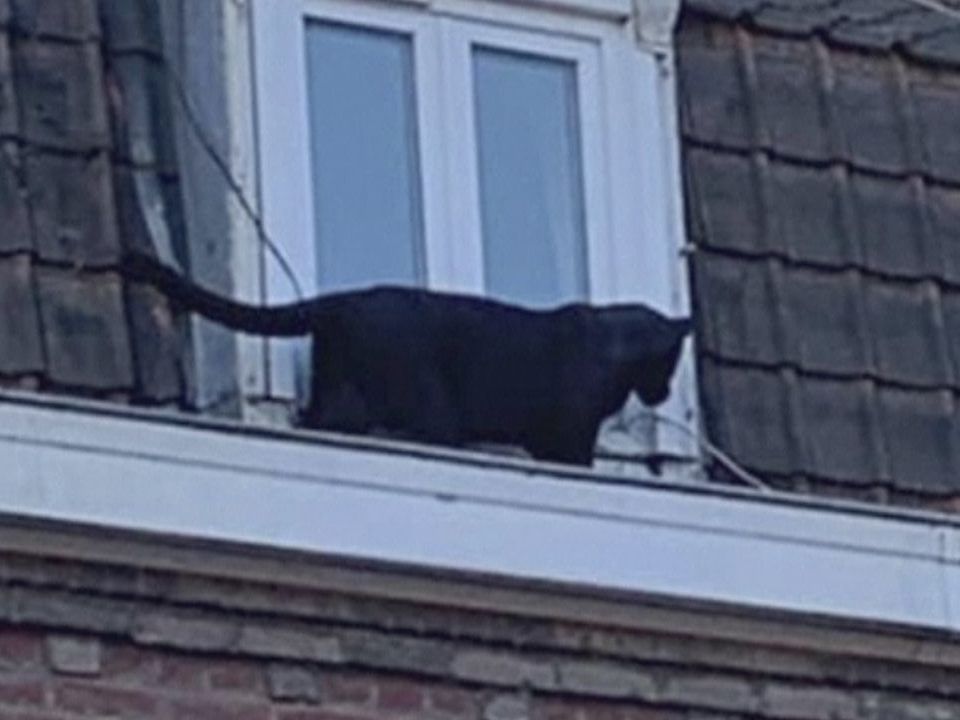 Panther streunt in französicher Kleinstadt herum. Panther streunt in französicher Kleinstadt herum.