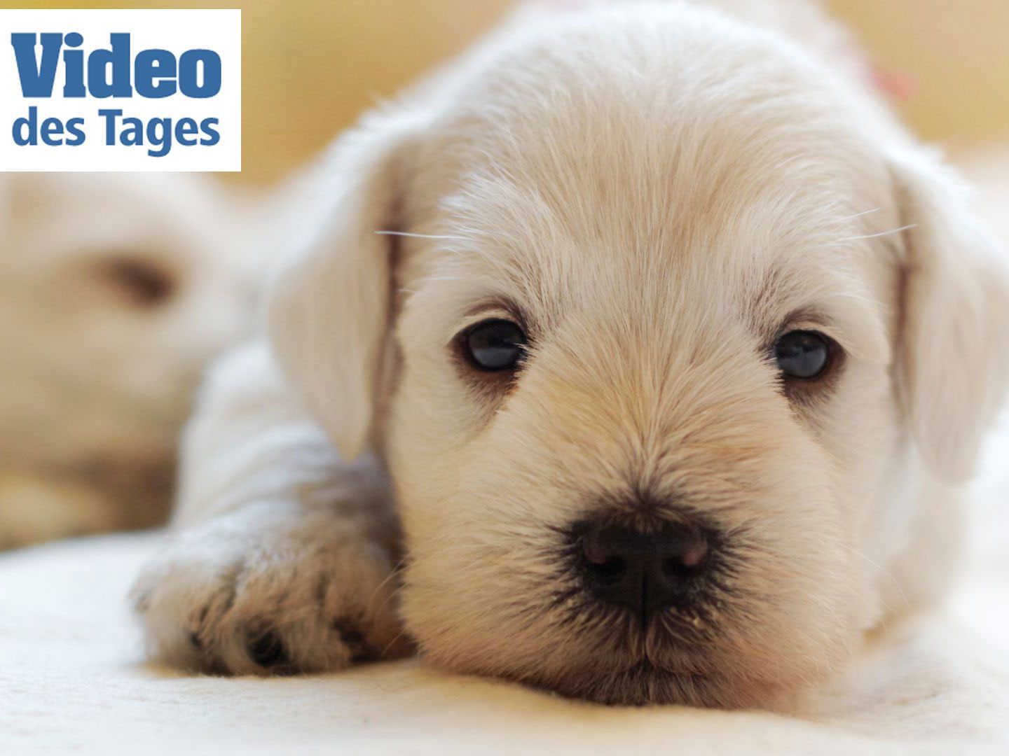 Hunde - besser als jedes Stress-Medikament