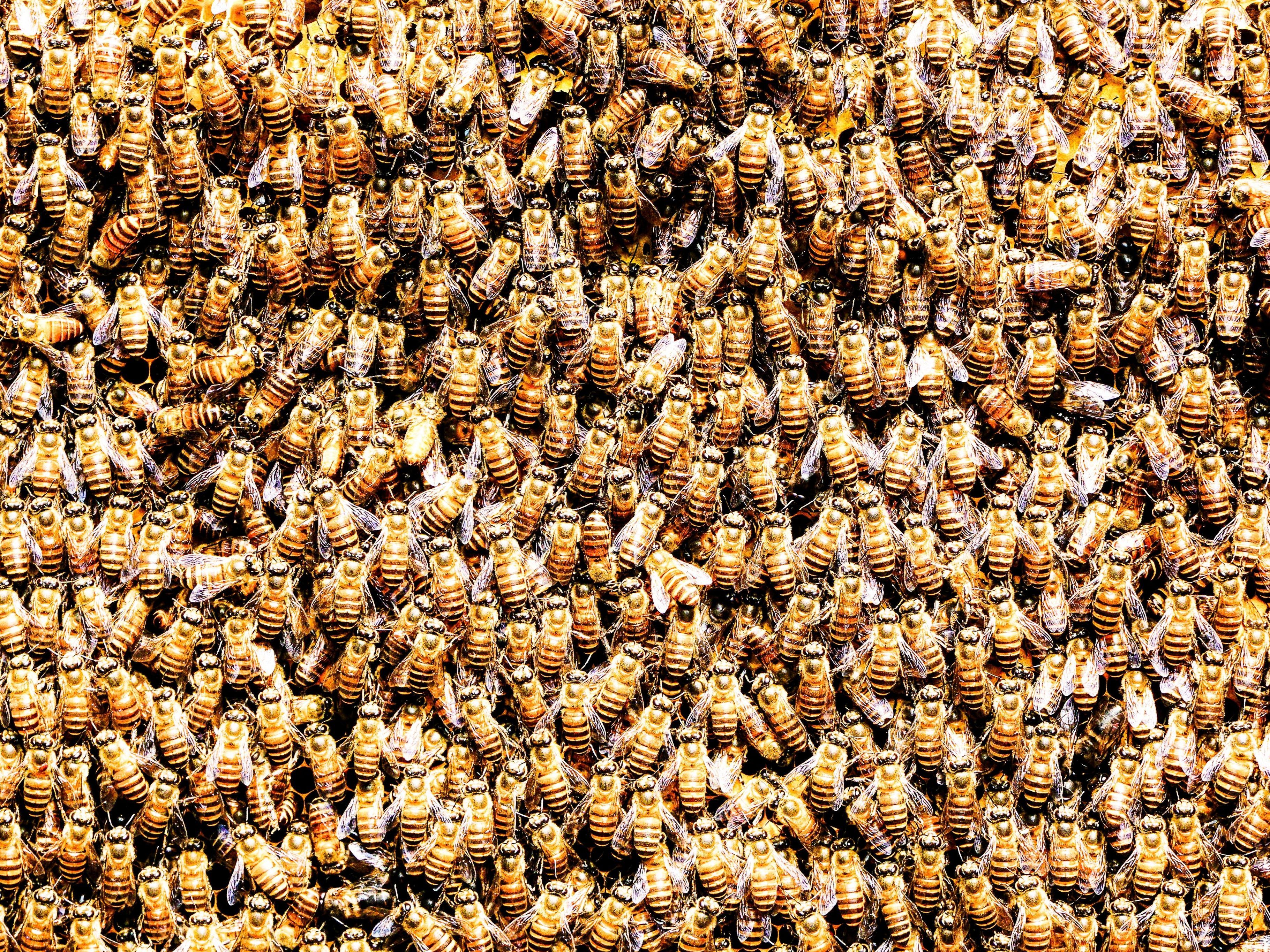 Symbolbild: Bienenschwarm sorgt für Flugverzögerung Symbolbild: Bienenschwarm sorgt für Flugverzögerung