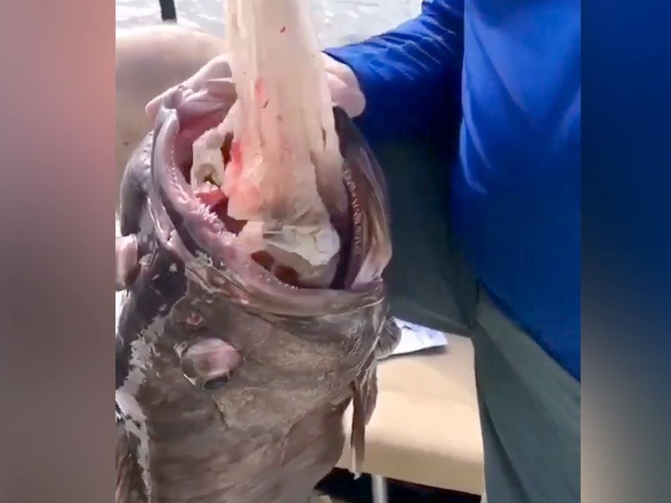 Der Angler zog mehrere Sackerl aus dem Fisch.