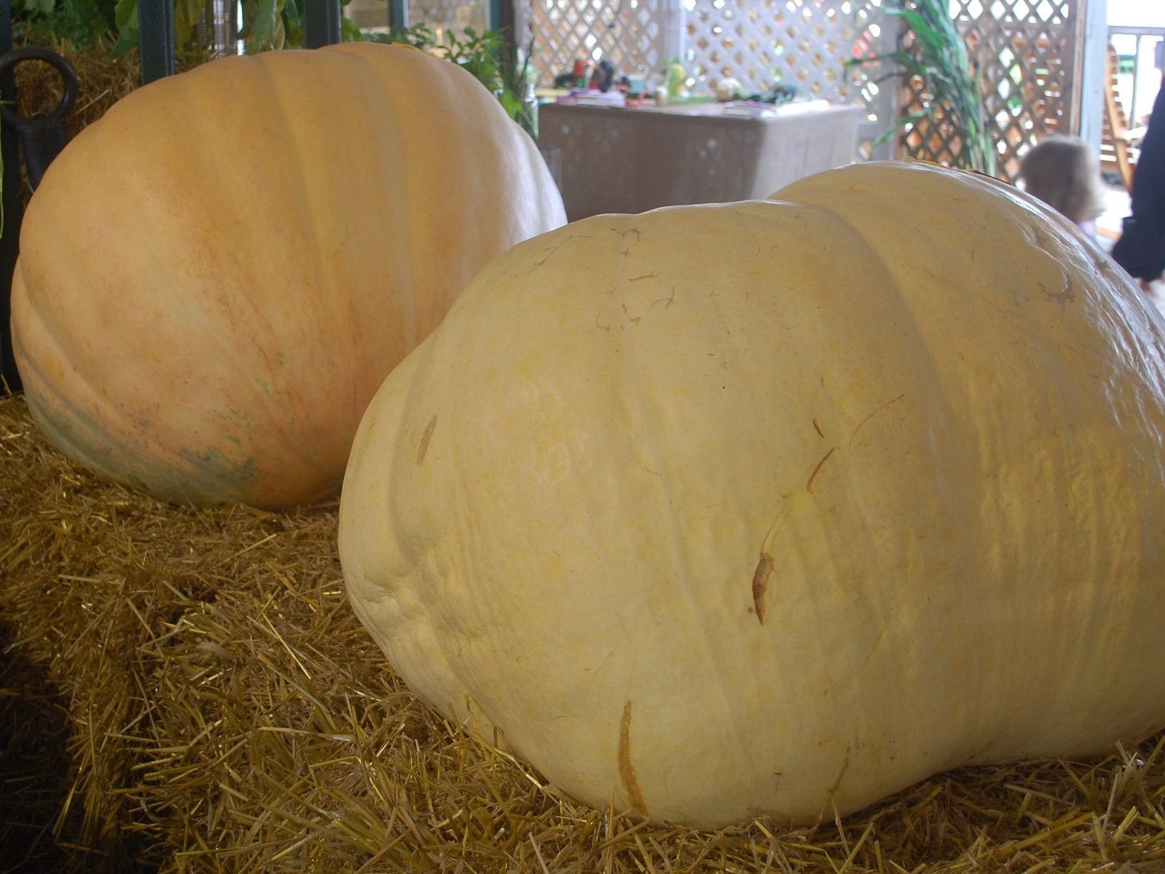 Der Rekord liegt seit 2017 bei 693 Kilo.