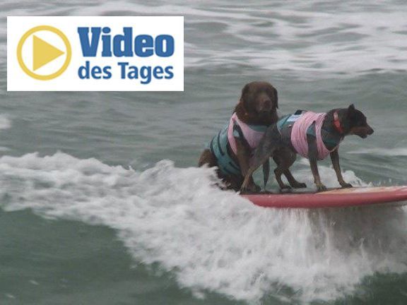 Surfende Hunde