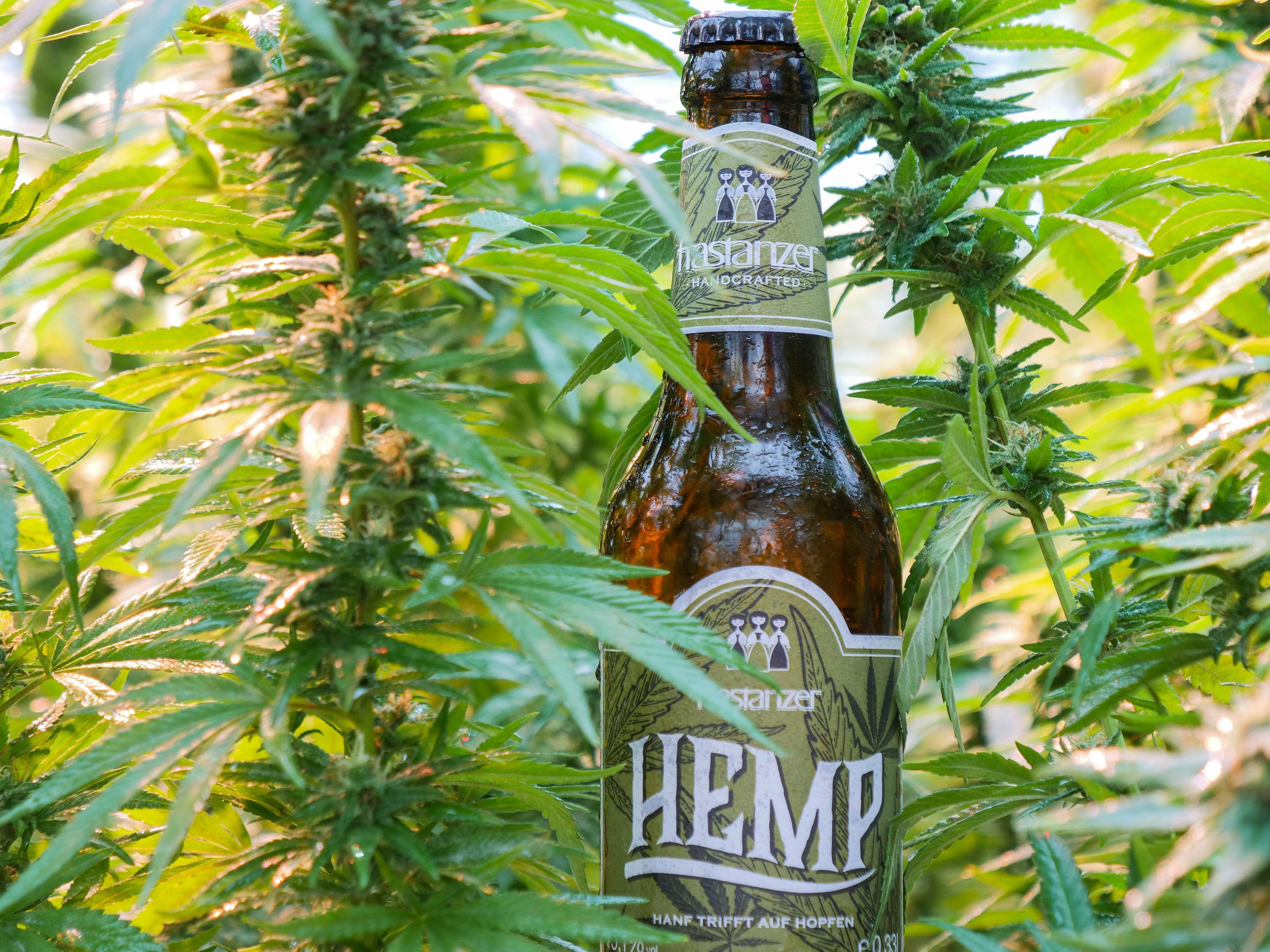 Eine Bierkreation aus Hopfen und Hanf