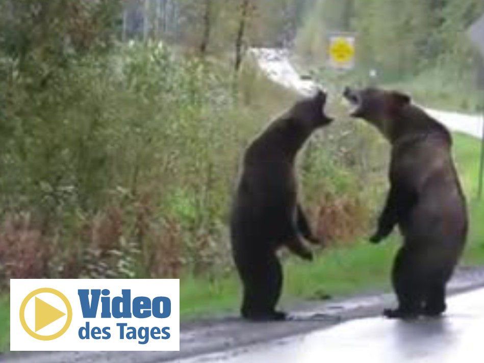 Mitten auf dem Highway: Zwei Grizzlys kämpfen und ein Wolf schaut zu.