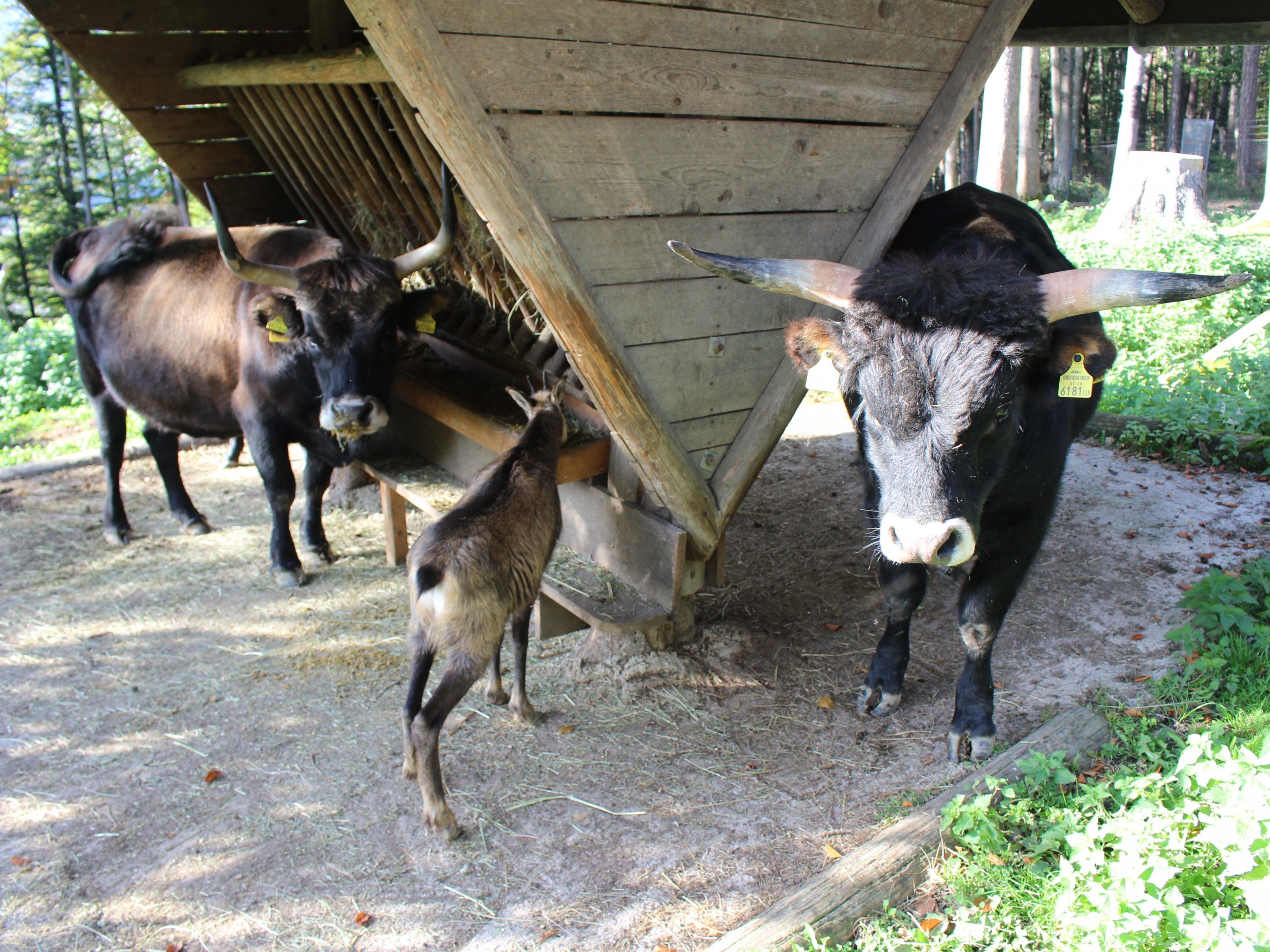 Die Auerochsen im Wildpark haben Paten gefunden.
