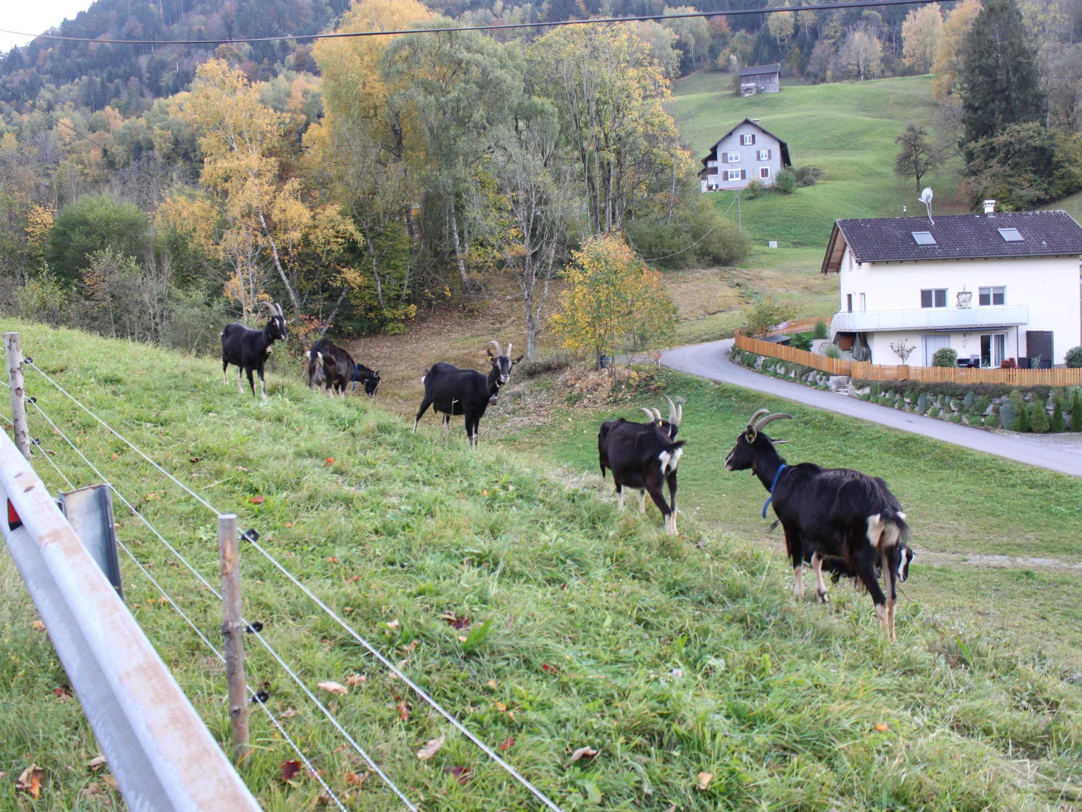 Die Ziegen von Guntram Schwendinger haben am Fisinalweg viel zu tun.