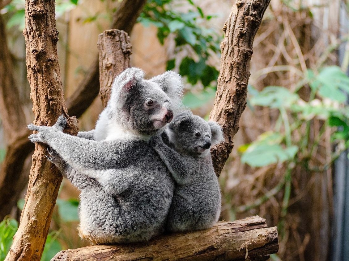 Zusammen mit Kängurus gehören Koalas zu den bekanntesten Tieren Australiens