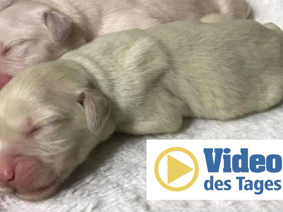 Golden Retriever Welpe kommt mintgrün zur Welt