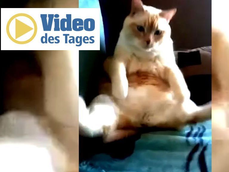 Pupsende Katze.