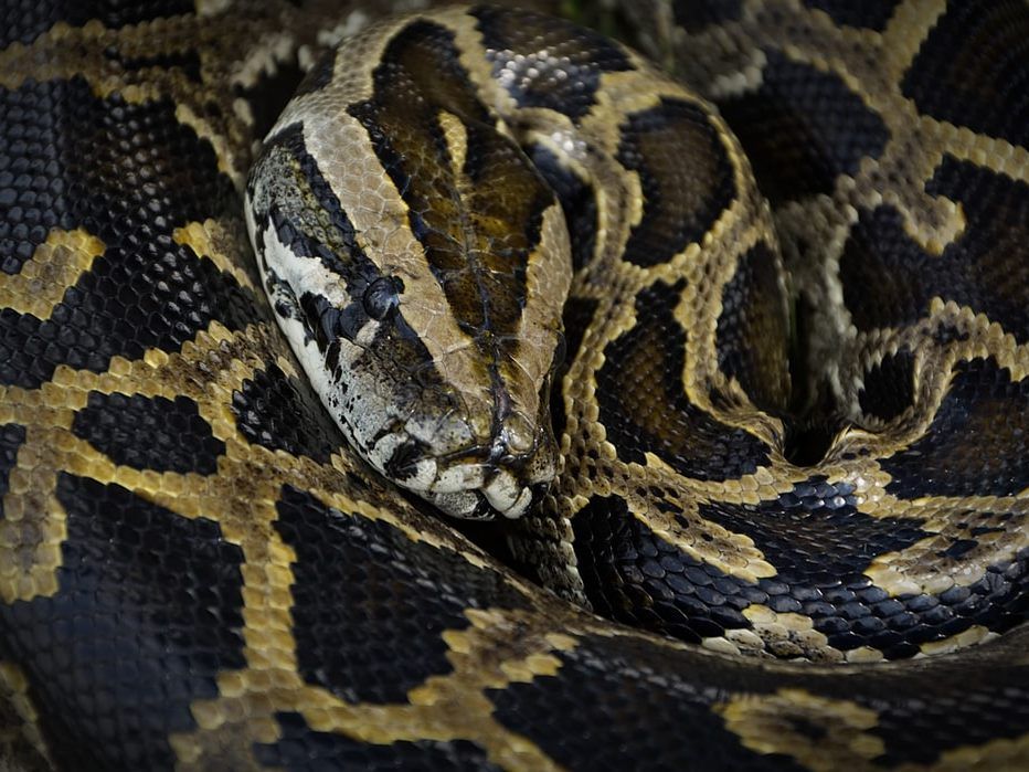 2,5 Meter Python entwischt