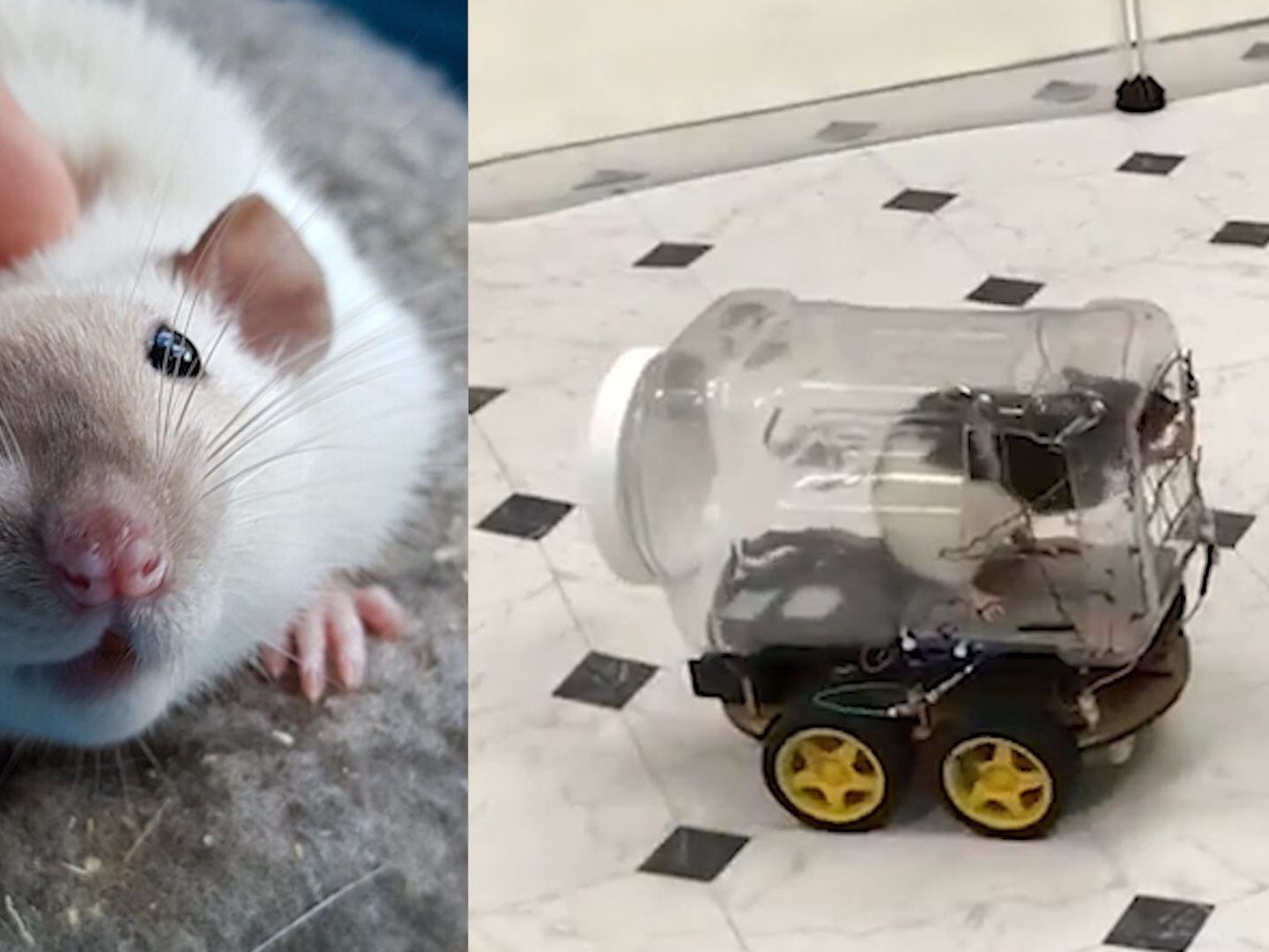 Forscher bringen Ratten Autofahren bei.