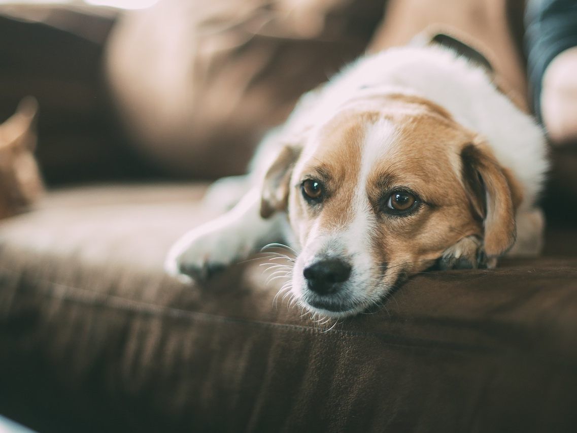 Niederöstereich bringt eine Novelle des Hundehaltergesetzes.