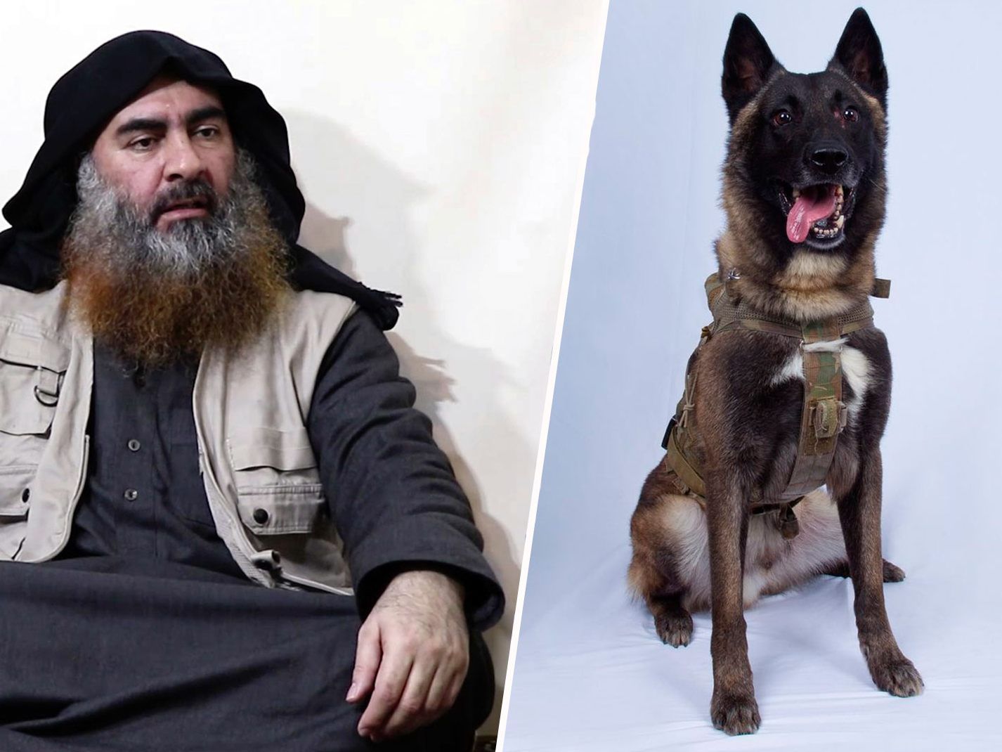 Nach dem Tod Baghdadis wird ein Hund zum Nationalheld.