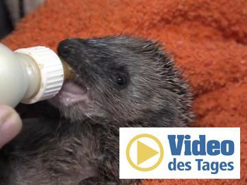 Stacheliges Hobby: 81-Jährige ist Ziehmutter für Igelbabys