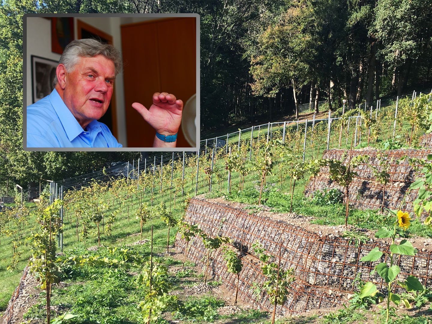 Weinberg-Causa: Katzenmayer spricht von „Leiterschen Trickserei“.
