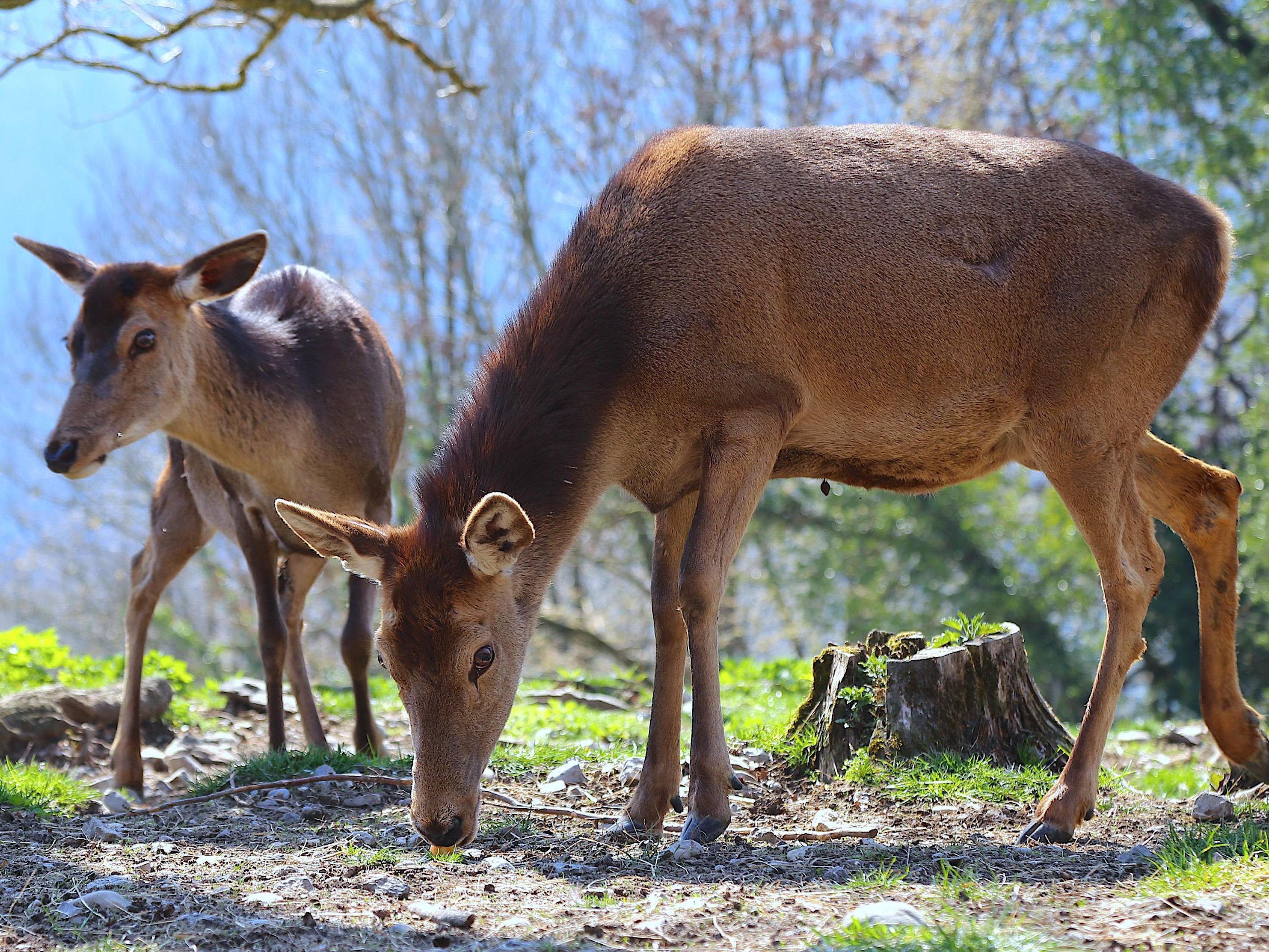 Eine Rehfamilie findet im Gisinger Waldgürtel ihr Zuhause. (Symbolbild aus dem Wildpark)