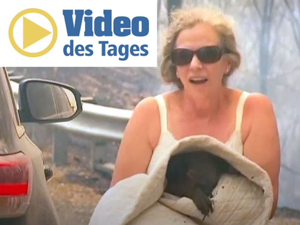 Der hilflose Koala wird von einer mutigen Frau gerettet.