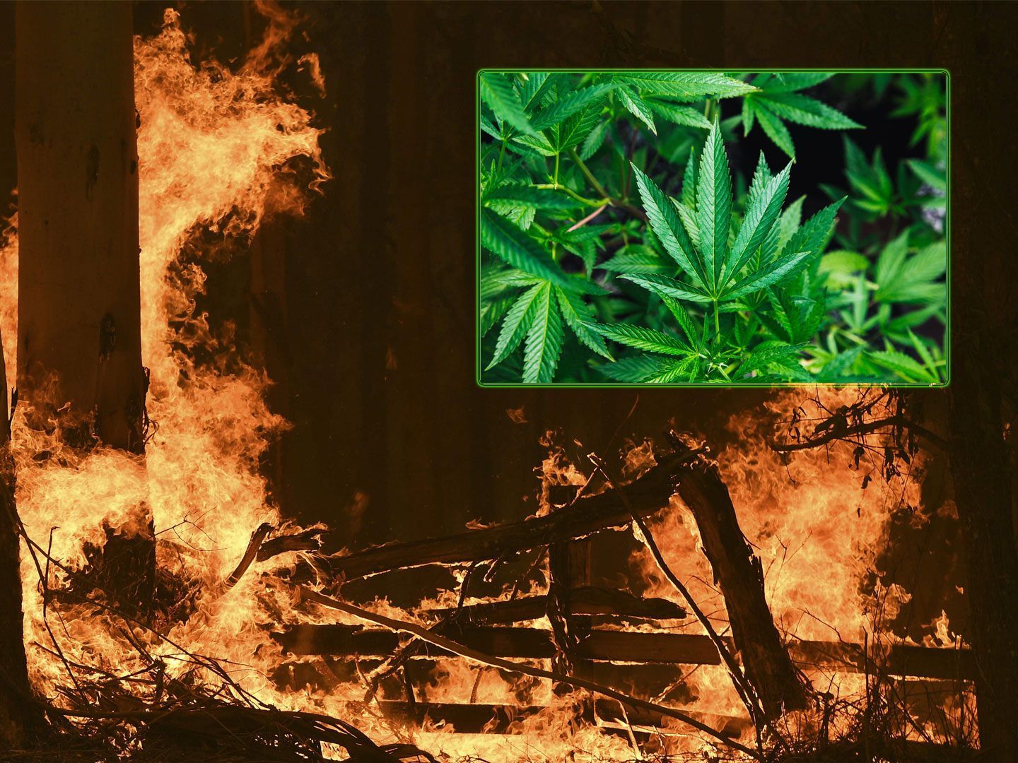 Australier legte Buschbrand zum Schutz seiner Cannabis-Pflanzen