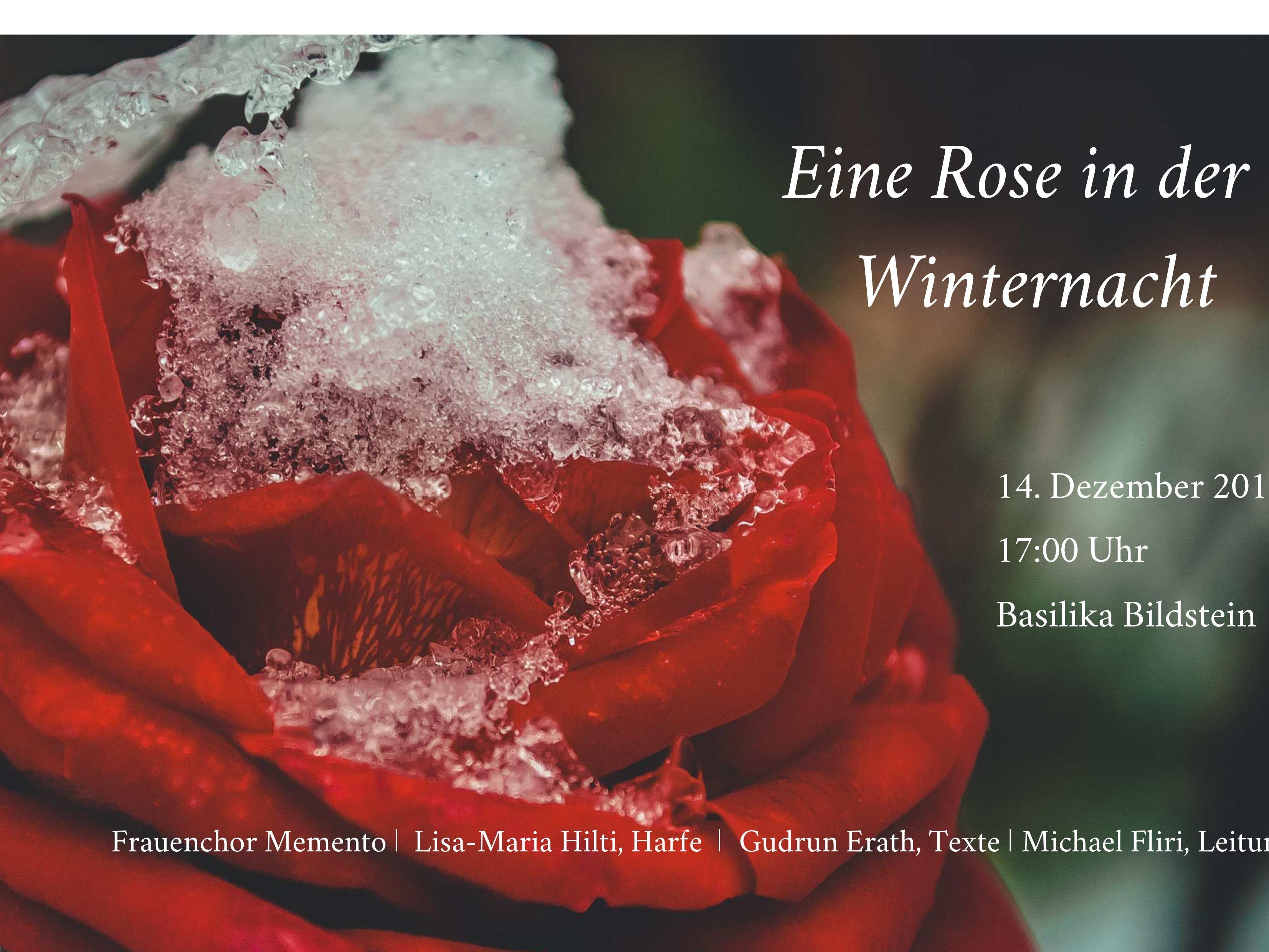 Eine Rose in der Winternacht