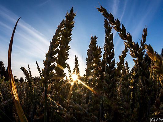 Schlechte Ernten werden häufiger