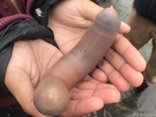 Diese Seewürmer tauchten am Strand auf Diese Seewürmer tauchten am Strand auf