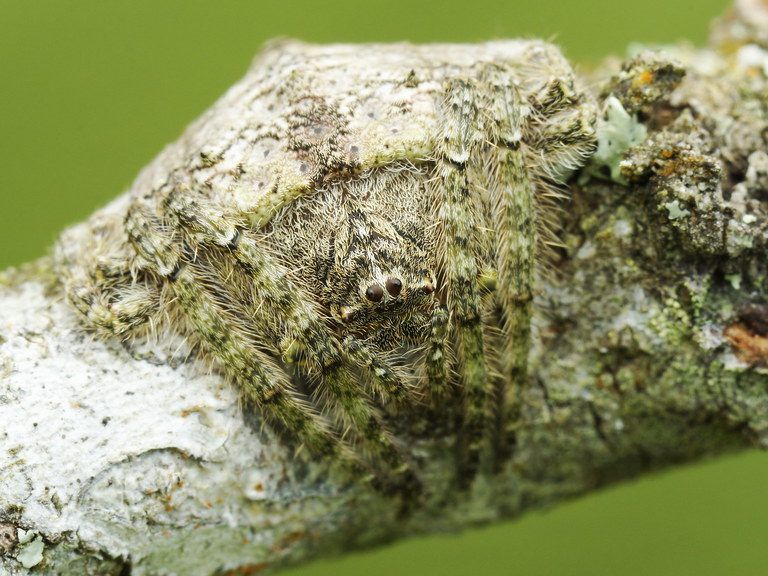 Die "Wrap around"-Spinne.