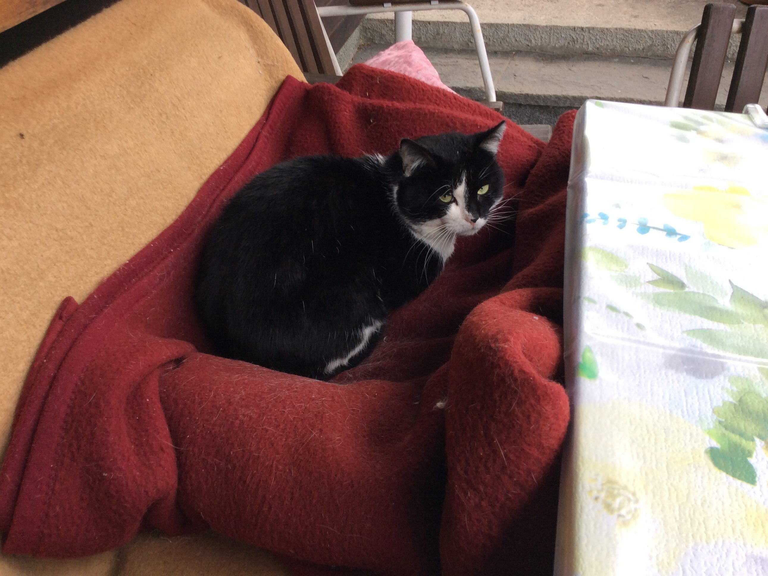 Kater zugelaufen