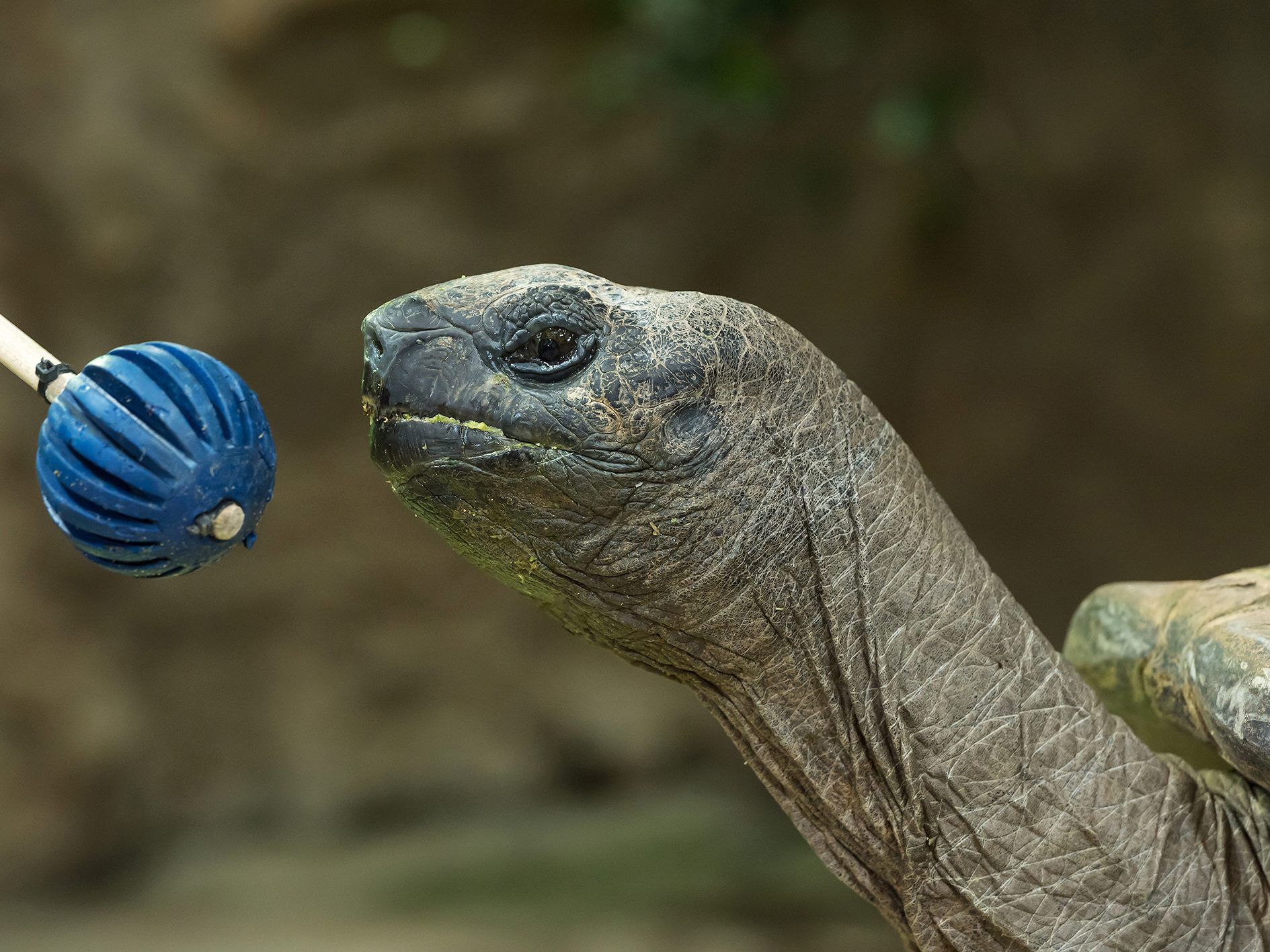 Mit einem blauen Ball wurden die Riesenschildkröten im Wiener Tiergarten Schönbrunn getestet.