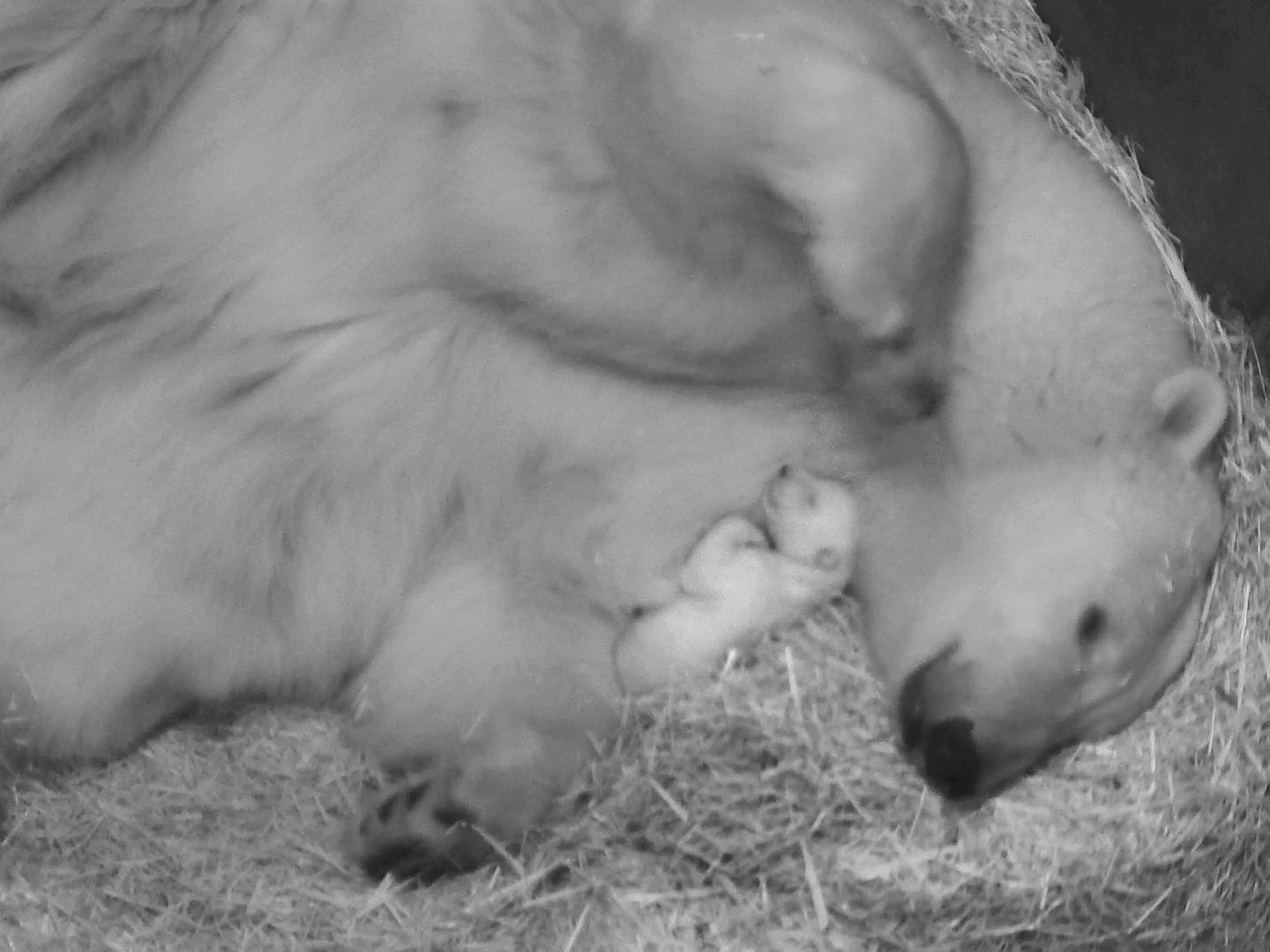 Eisbären-Mädchen oder Bub? Das Geschlecht ist noch nicht erkennbar