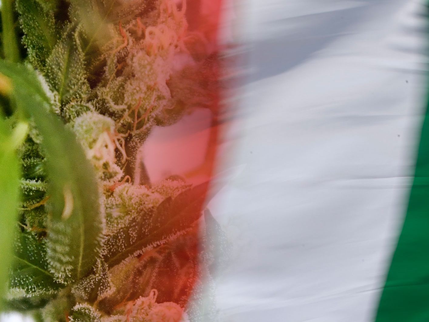 Die Italiener dürfen in Zukunft zuhause Cannabis für den Eigenkonsum anbauen. Die Italiener dürfen in Zukunft zuhause Cannabis für den Eigenkonsum anbauen.