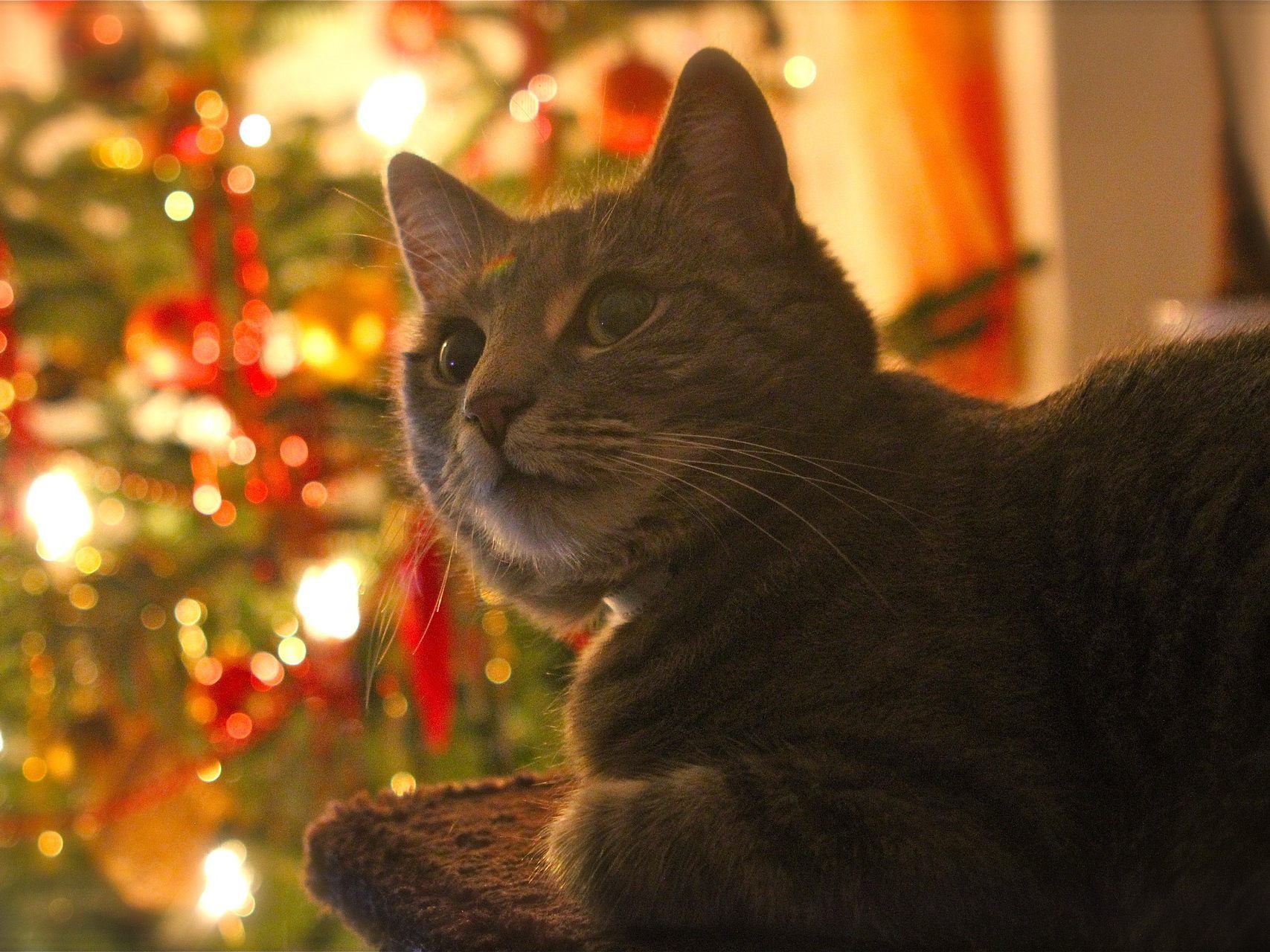 Eine Katze unterm Christbaum? Bitte nicht Eine Katze unterm Christbaum? Bitte nicht