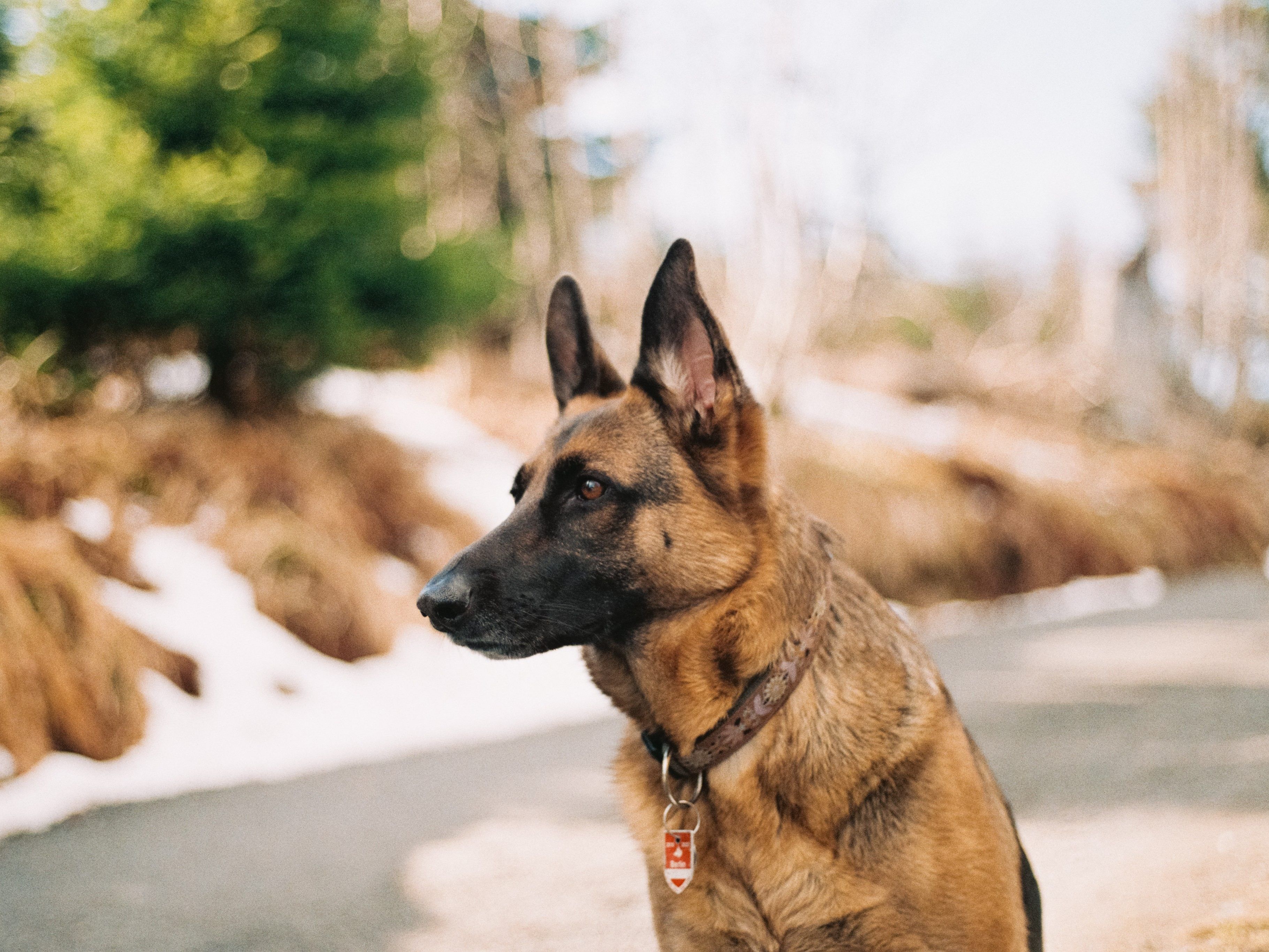 Hund wird ausgesetzt und rennt seiner Familie hinterher