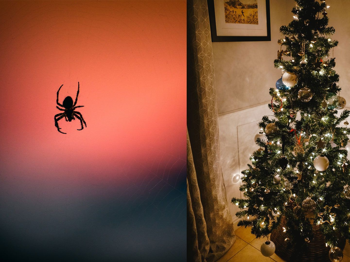 Diese Krabbeltiere hausen im Weihnachtsbaum.