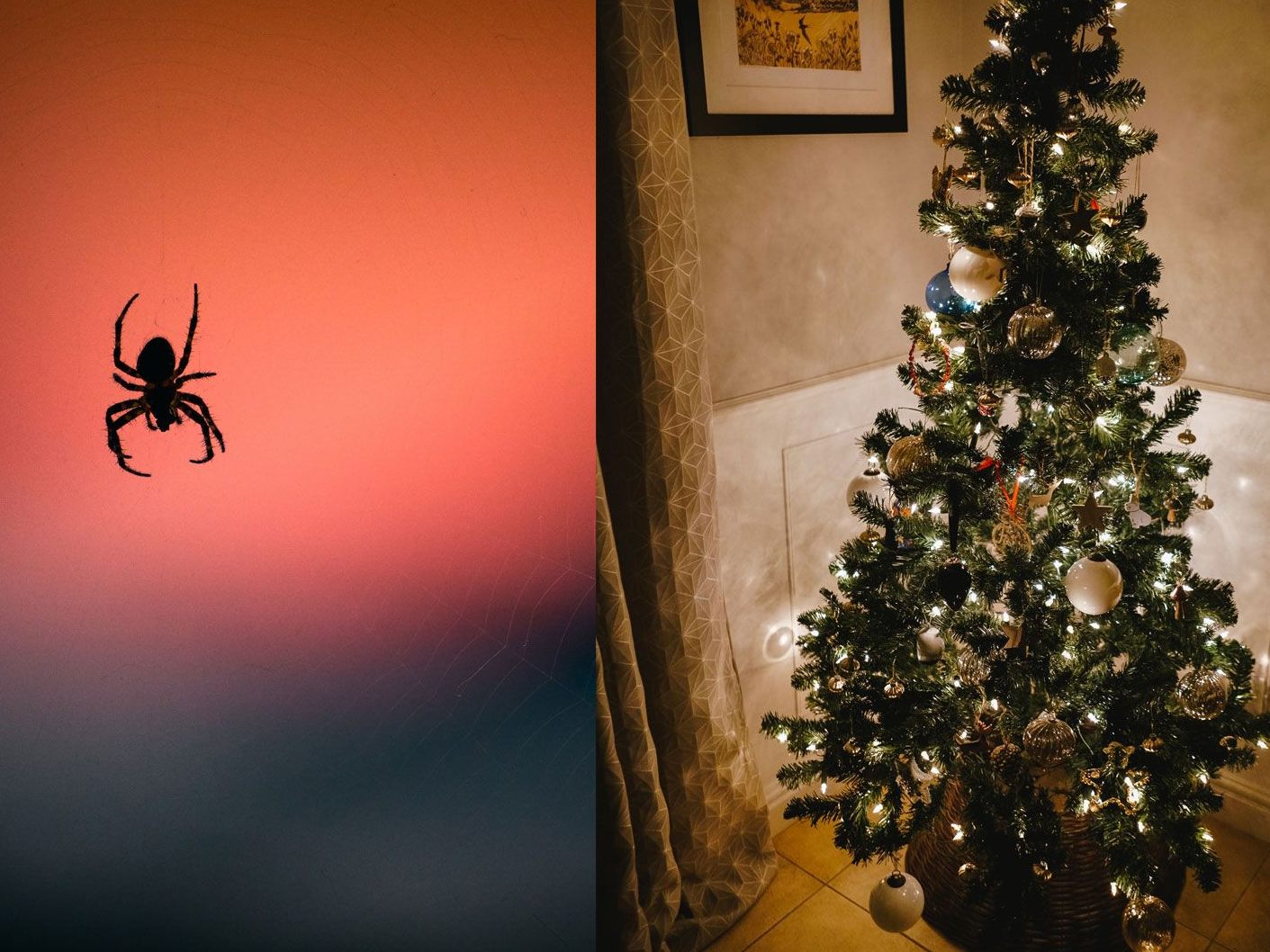 Diese Krabbeltiere hausen im Weihnachtsbaum.