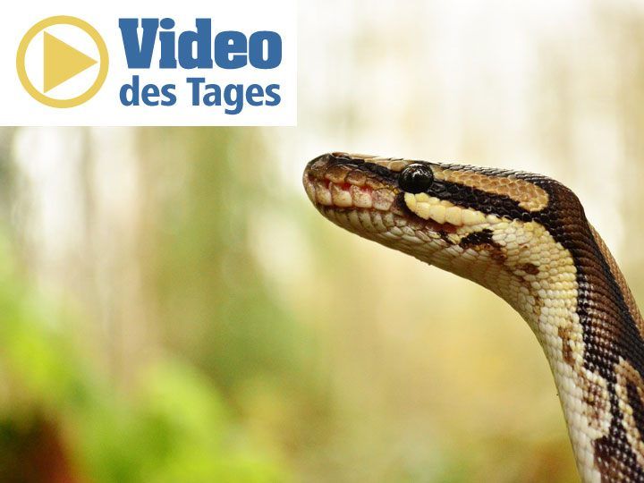 Ein außergewöhnliches Reptil mit zwei Köpfen wurde gesichtet.