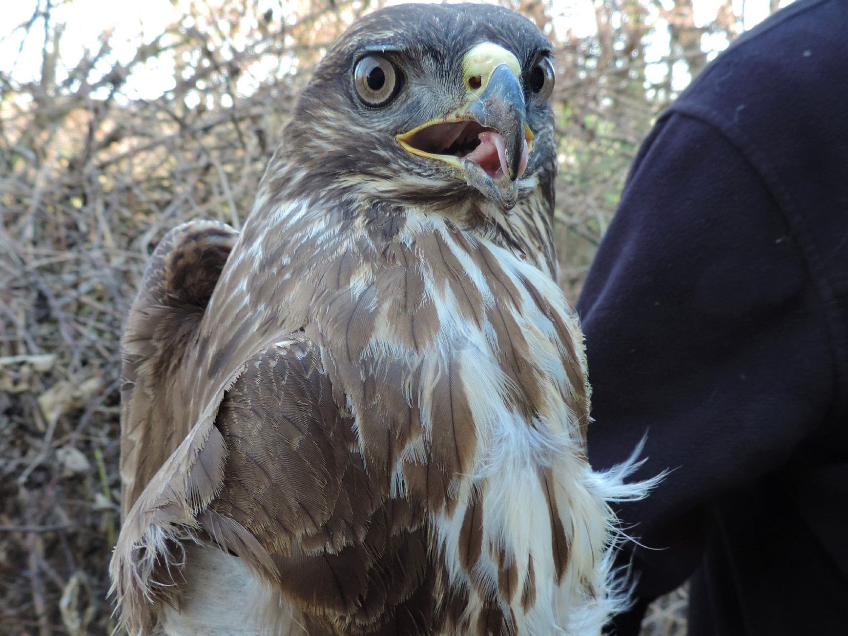 Der Mäusebussard befindet sich auf dem Weg der Besserung.