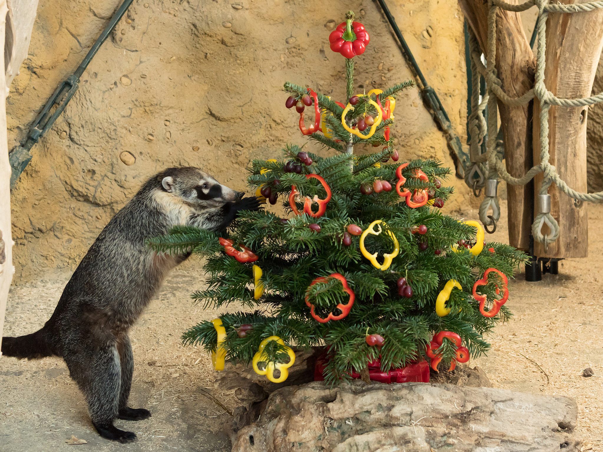 Nasenbär Fernando macht sich über den CHristbaum her.