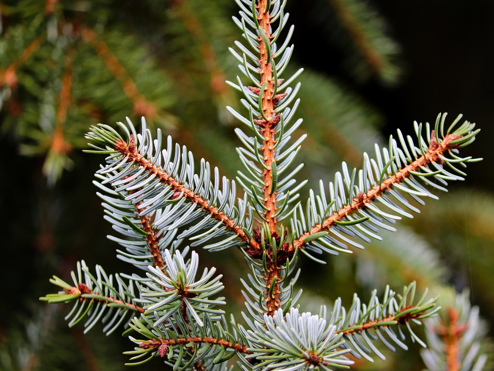 Ein Bio-Christbaum ist die beste Entscheidung für ein nachhaltiges Weihnachtsfest