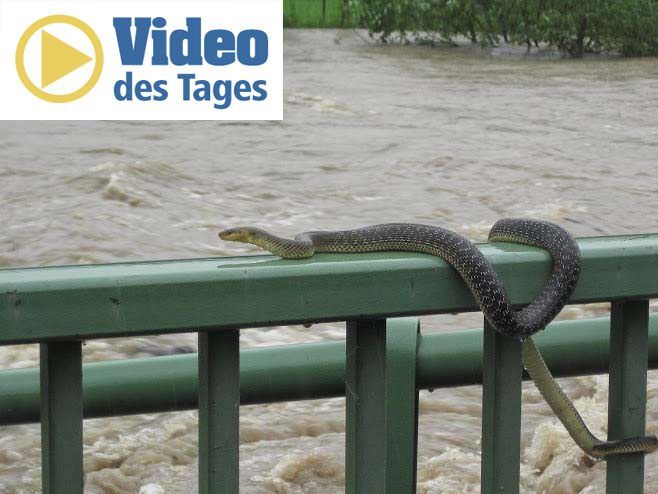 Mitten in der thailändischen Stadt wurde eine Schlange gesichtet.