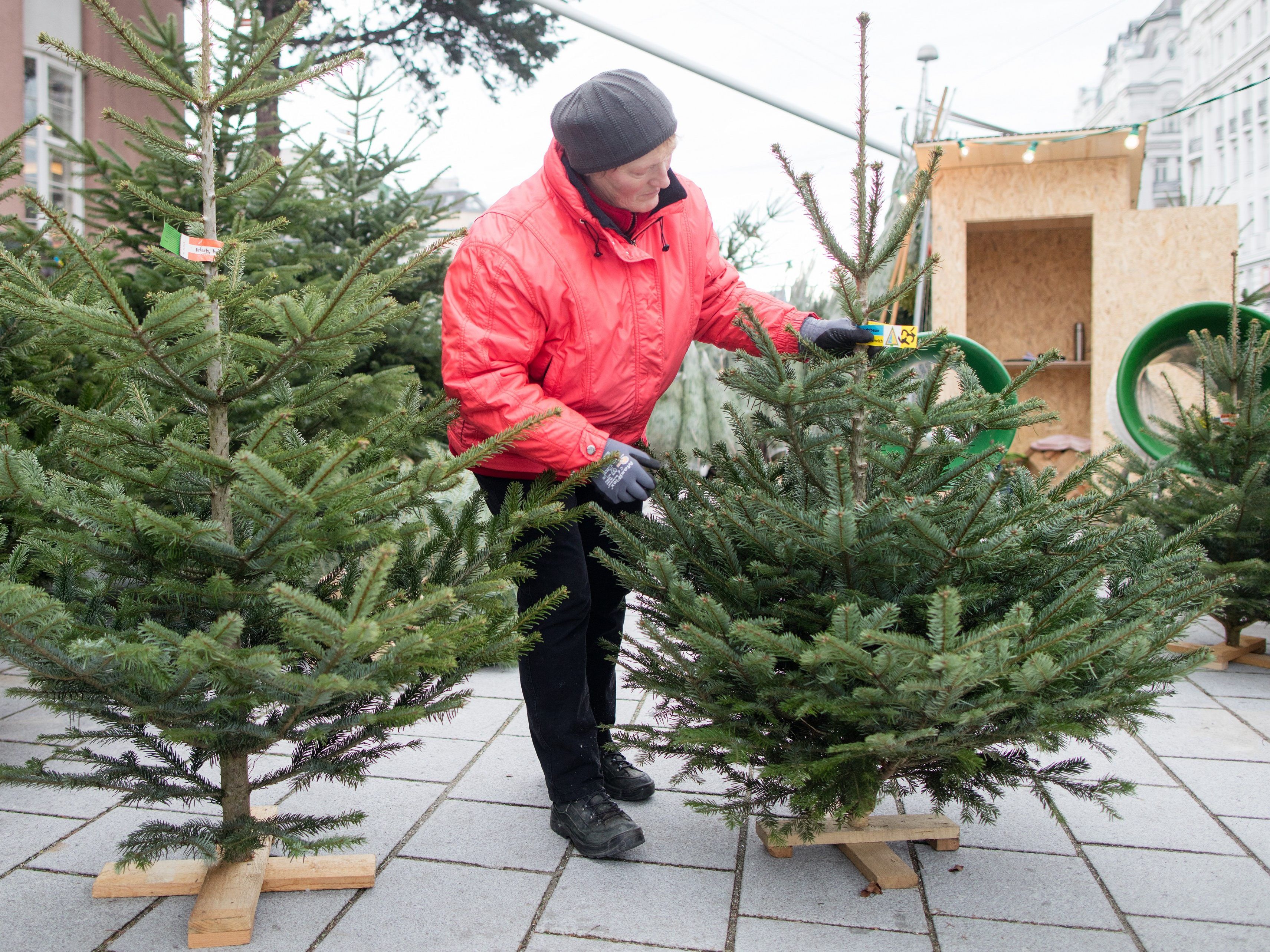 Bei der Sammelstelle sollte der Christbaum aber ohne Lametta abgegeben werden. Bei der Sammelstelle sollte der Christbaum aber ohne Lametta abgegeben werden.