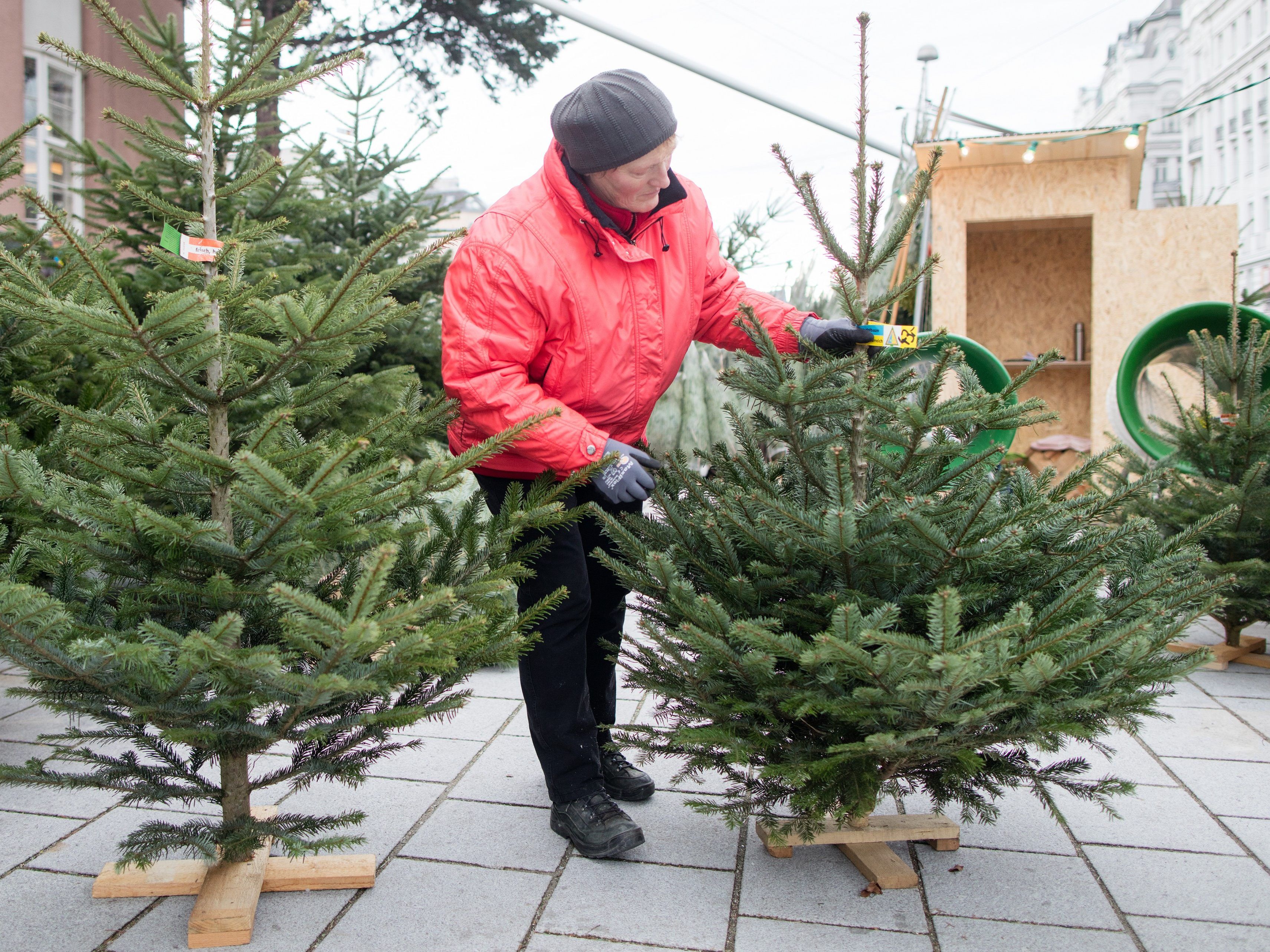 Bei der Sammelstelle sollte der Christbaum aber ohne Lametta abgegeben werden.