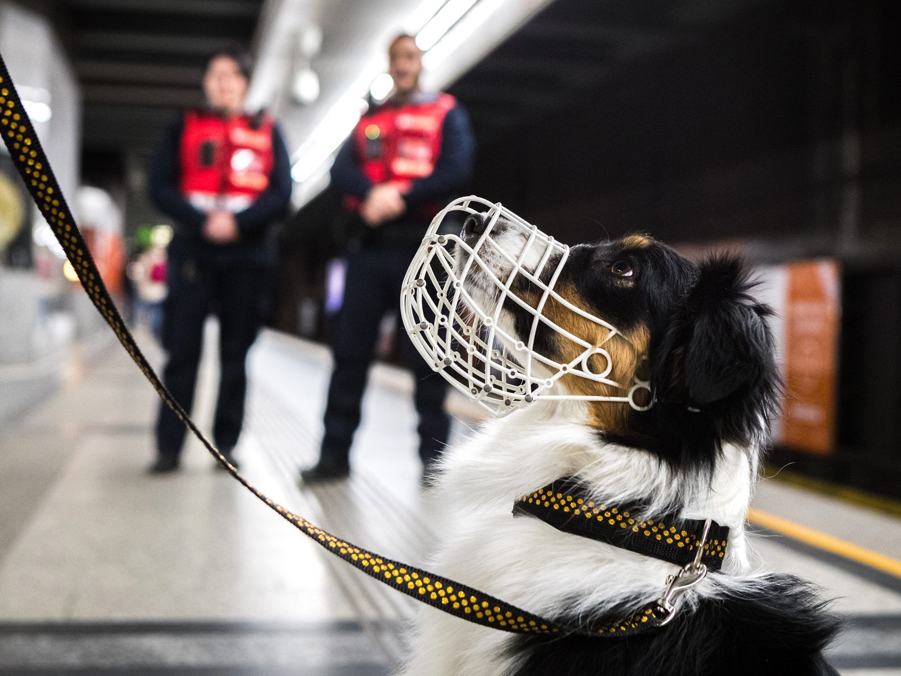Hunde müssen in den Wiener Linien einen Maulkorb tragen. Hunde müssen in den Wiener Linien einen Maulkorb tragen.