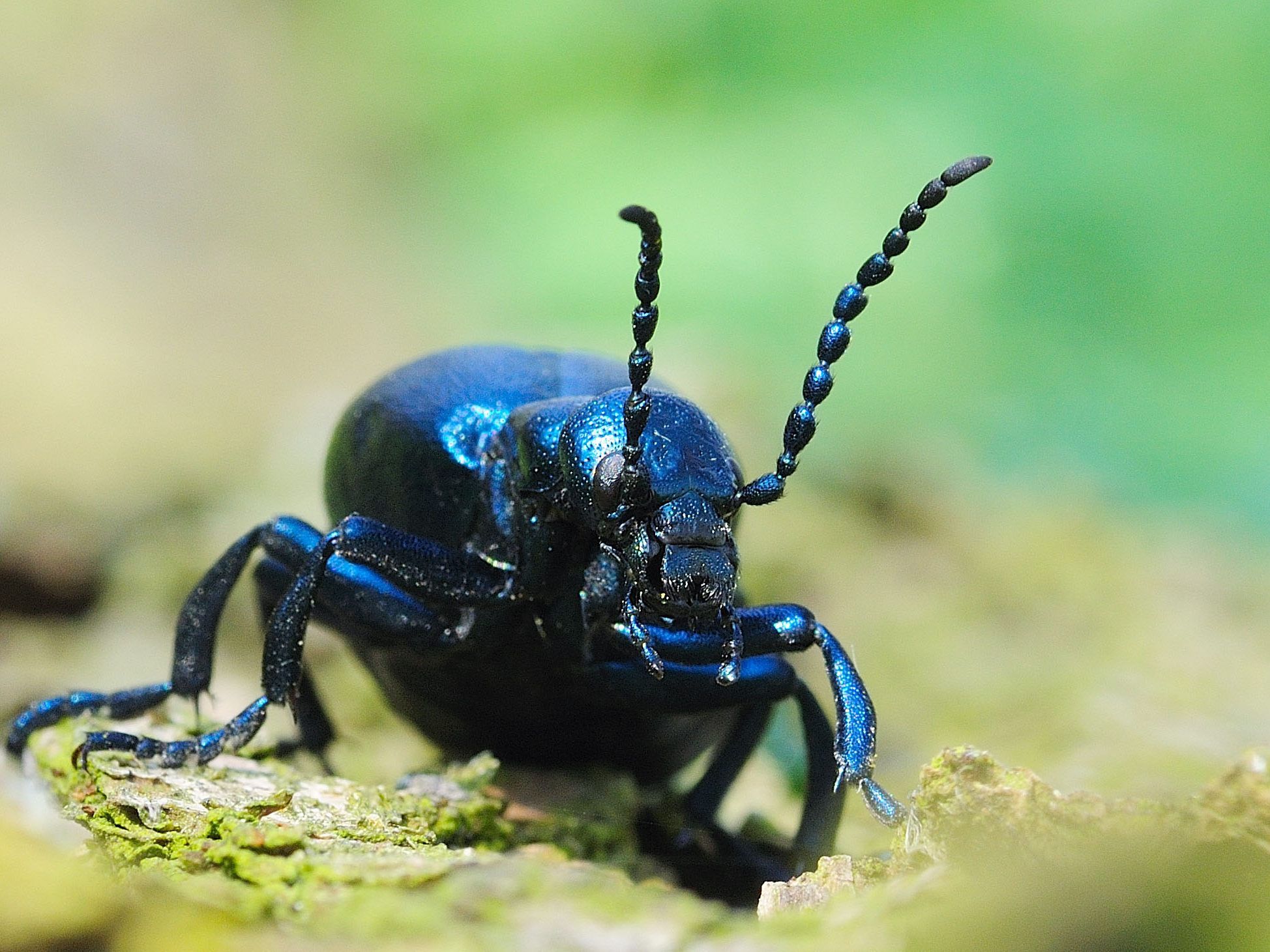 Der Schwarzblaue Ölkäfer (Meloe proscarabaeus)