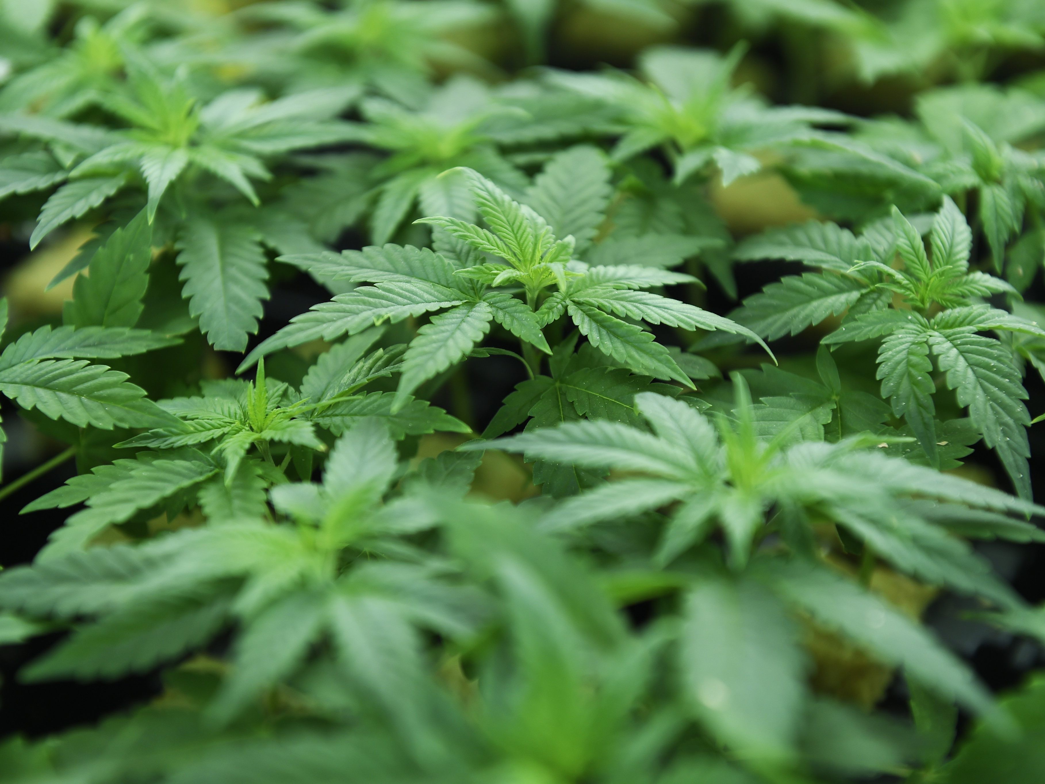 St. Gallen will ein Pilotprojekt zur Cannabislegalisierung.