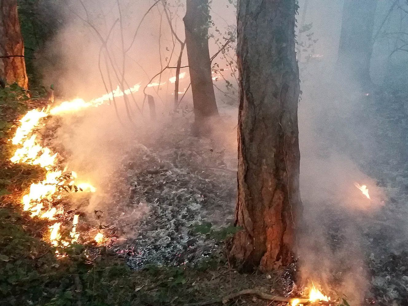 Ein Waldbrand bei Maria Enzersdorf in Niederösterreich.