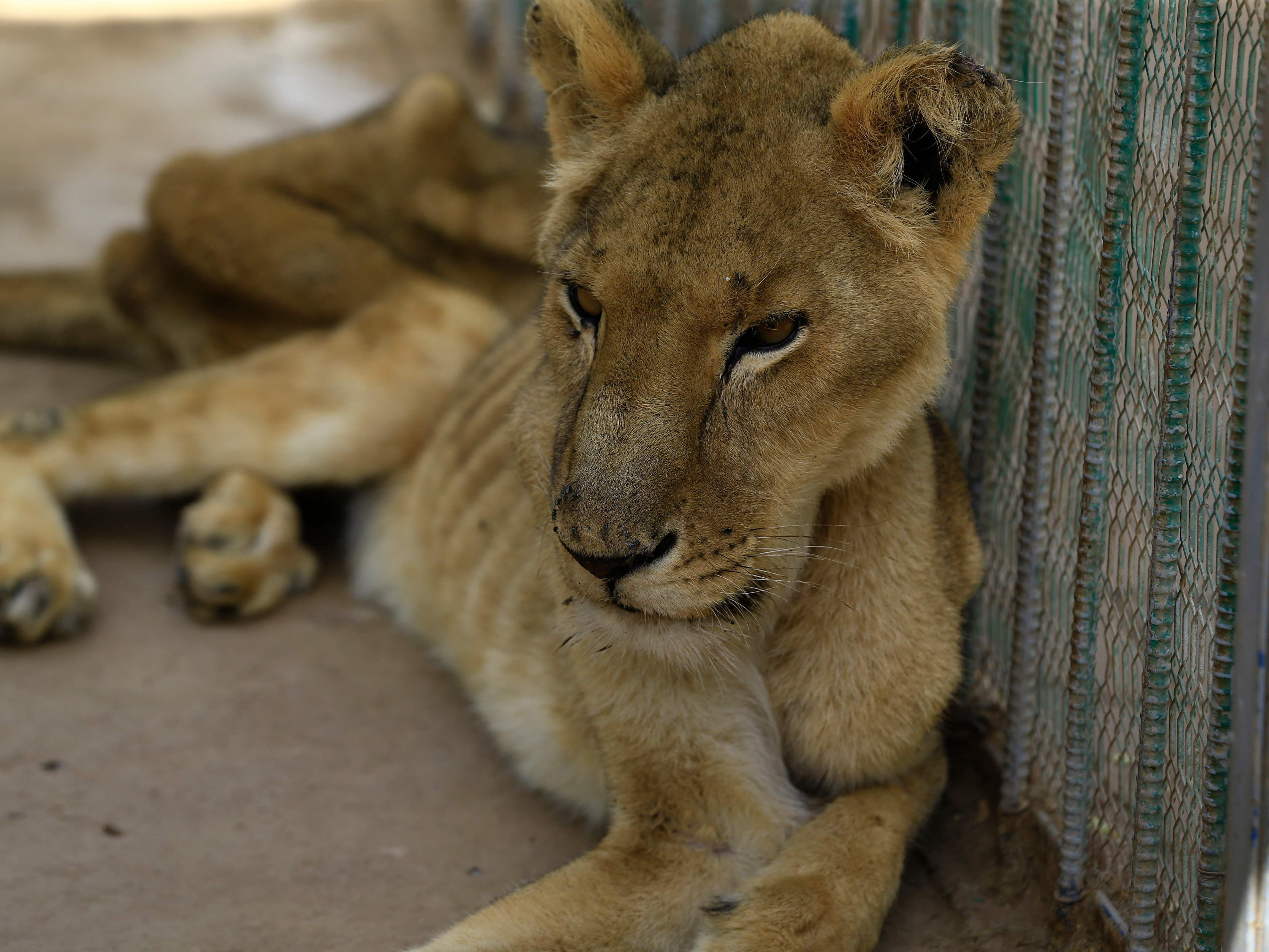 Erschreckende Bilder aus einem sudanesischen Zoo.