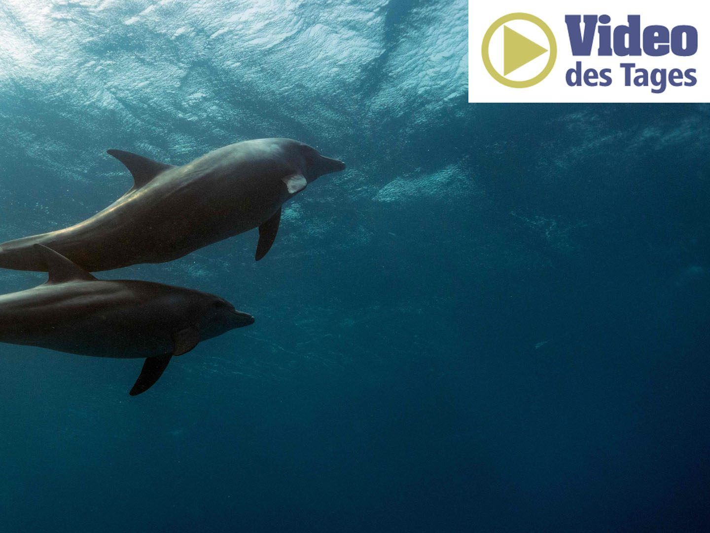 Delfine unter Wasser