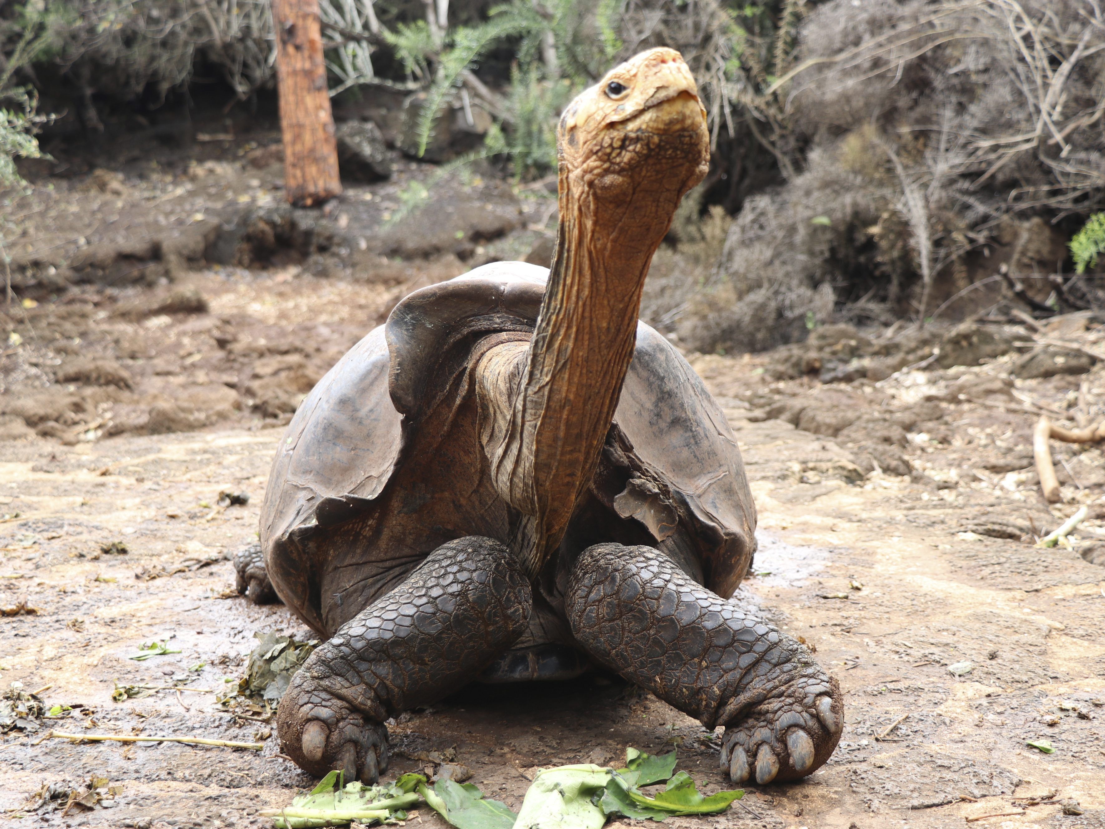 Riesenschildkröte "Diego" rettet bedrohte Art